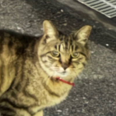 まるのアバター
