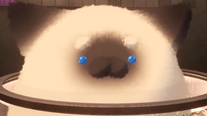 まるまるねこちゃん の画像